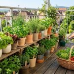 Como plantar sua própria comida para economizar no dia a dia com uma horta caseira